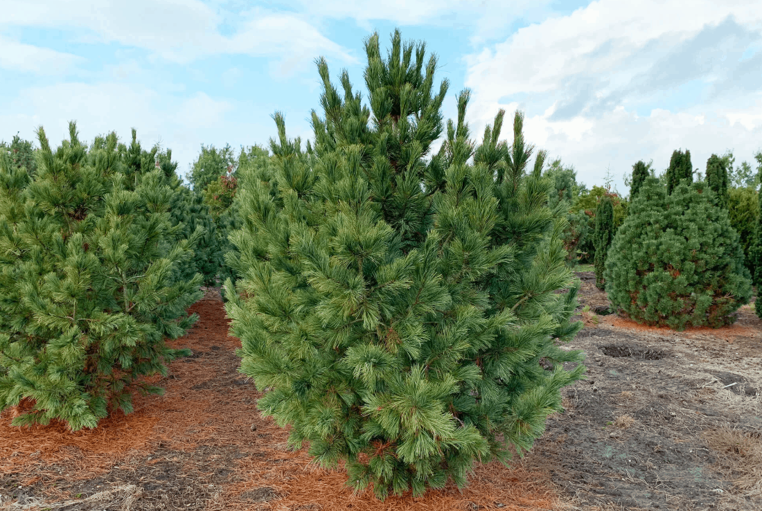 Сосна Кедровая Pinus Cembra
