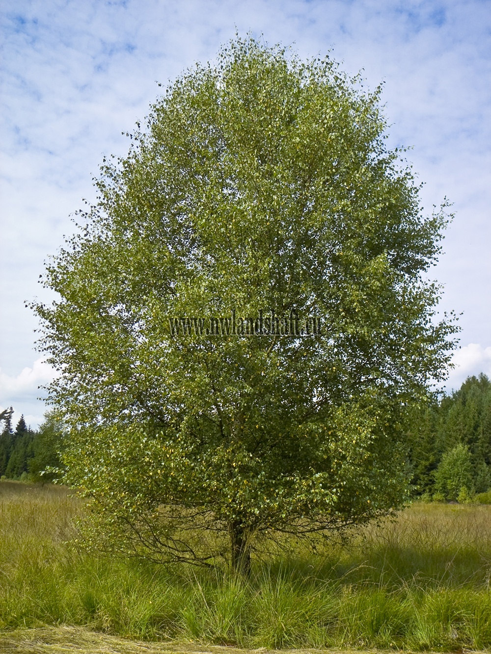 Берёза пушистая Betula pubescens Ehrh.