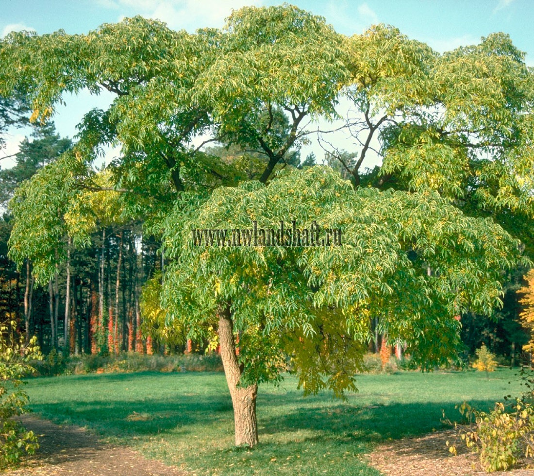 Деревья амурской области фото с названиями