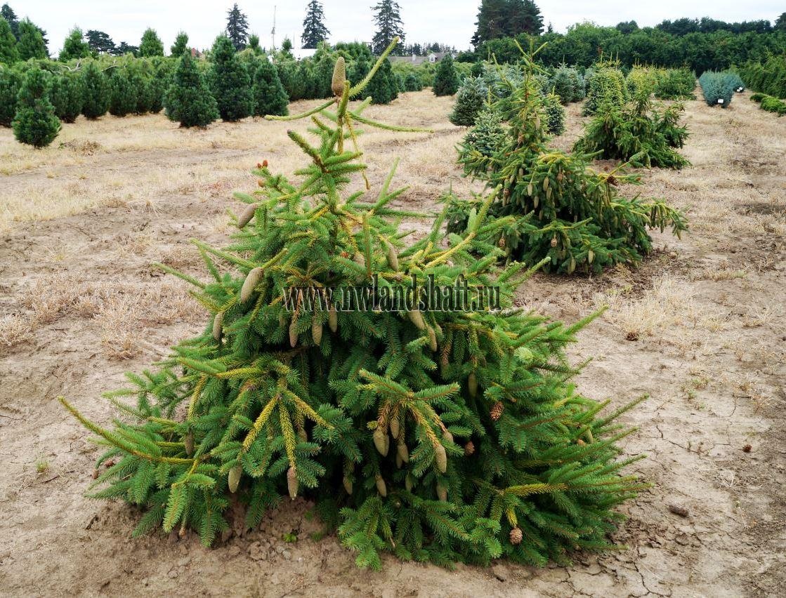 Picea abies pusch