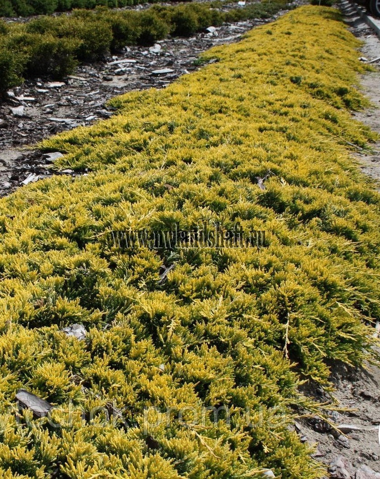 Juniperus horizontalis golden carpet