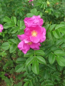 Роза морщинистая (шиповник розовый)