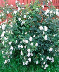 Роза морщинистая Alba (шиповник белый)