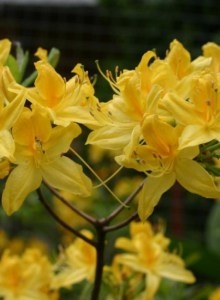 Рододендрон листопадный Японский Желтый