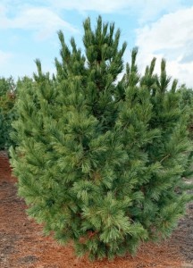 Кедр сибирский или Сосна кедровая сибирская Pinus sibirica