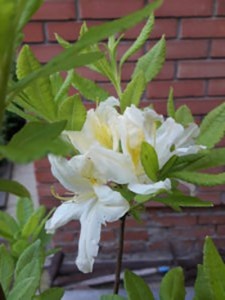 Рододендрон листопадный Японский белый