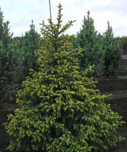 Ель обыкновенная черная Picea mariana